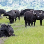 Masai Mara -  - Kenia